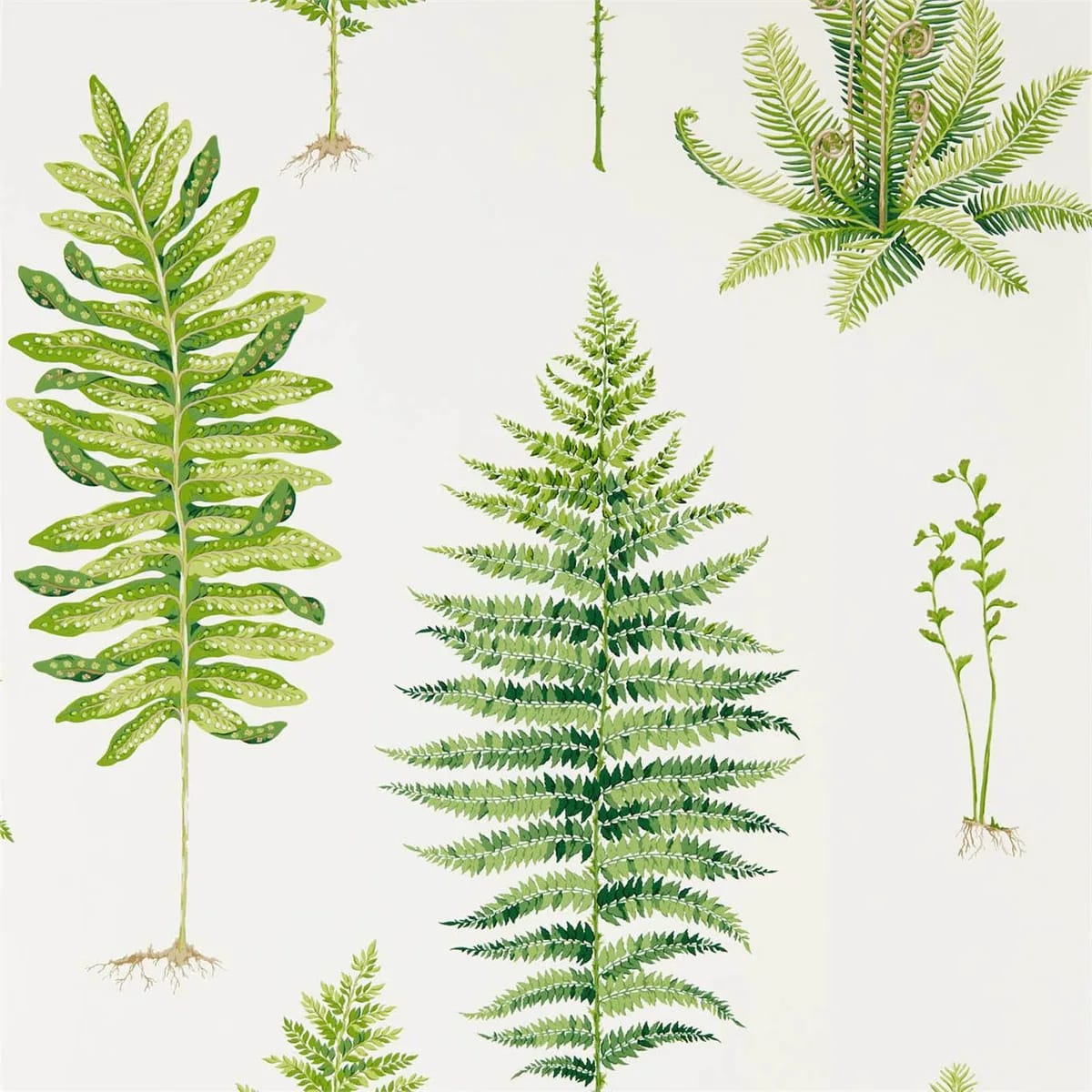 Fernery Wallpaper roomset