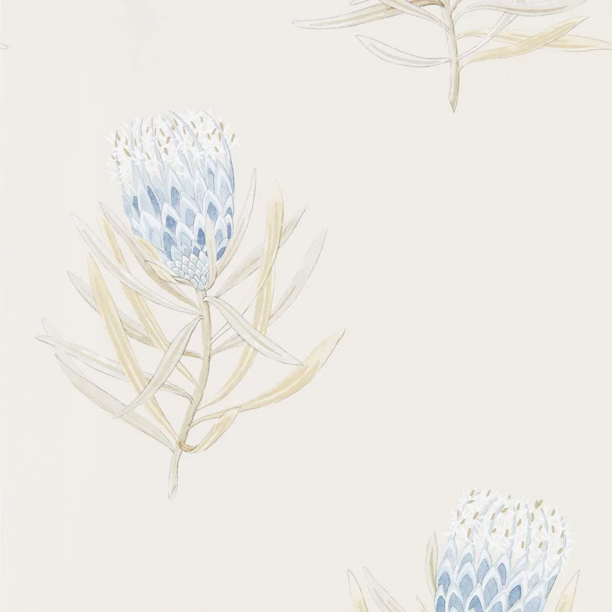 Protea Flower Wallpaper roomset