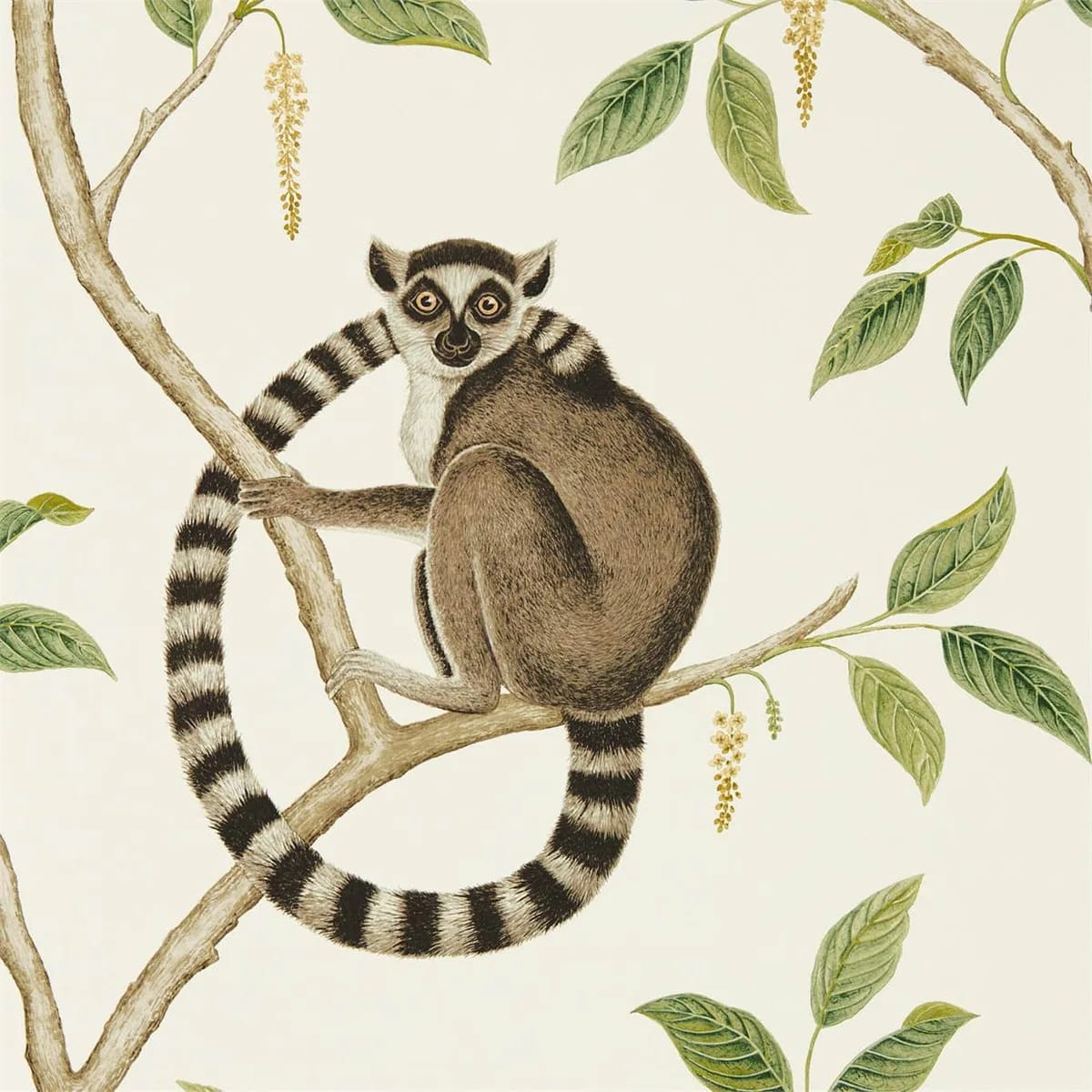 Ringtailed Lemur Wallpaper roomset